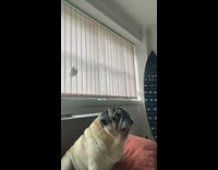 Slowmo of a pug dog completely missing a dog treat 