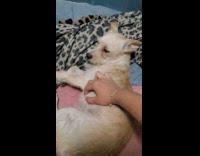 Annoyed dog growls at girl touching it 