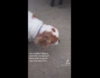 Small brown white dog eats fruit off tree plant 