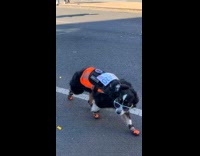 Dog wears sunglasses runs at NYC marathon