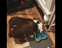 Two boston terriers fight over doggie bowl 
