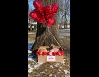 Brown puppy lays in box with balloons