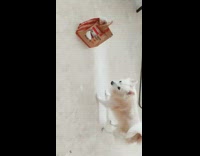 Dog looks at brown paper bag food 