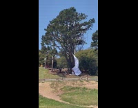 Man Wearing White Grabs White Fabric on Tree for Photos