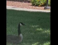 Yellow gosling stretches and lifts back leg 