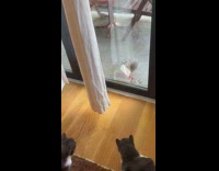 Squirrel and bird beside the bird feeder Part 2