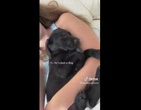 Dog Rests and Sleeps Comfortable Around Ladys Arms