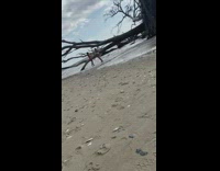 Large fallen tree beach pink bathing suit 