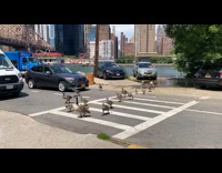 Group of geese cross street
