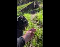 Little black pug blows dandelion flower 