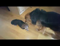 Large dog meet sniff new puppy box