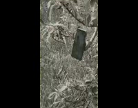 Lady Sticks Phone to Tree for Video 