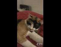 Girl plays with sleeping cats stomach 