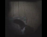 black cat standing up and scratching door 