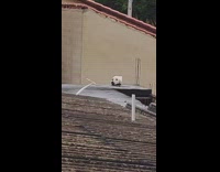 Collab Clips mpugc - Back of white cat on house roof looks like dog head