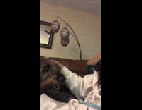 Dog whines when girl stops petting