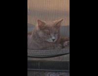 Sleepy gray cat lie down on chair