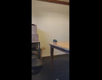Rat pet jump fall from wooden table