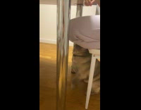 Collab PLC - Pug Sits In Front of Lady on Floor