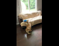 Collab BitchIG2 - Dog falls from jumping unto couch 