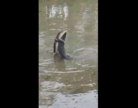 Two monitor lizard fight hug each other