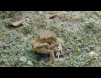 Two frogs mate on rainy backyard 