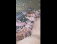 Piglets drink milk from its mother pen