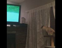 white cat jumping and knocks box down and falls