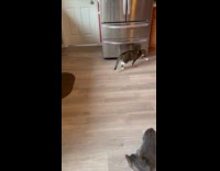 Gray cat learns how to play golf