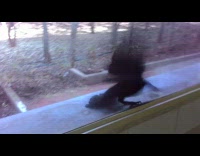 Crow peck window fight own reflection part 1
