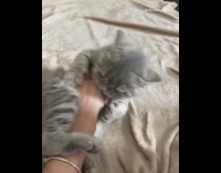 Grey kitten cat holds hand bites fingers 