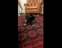 Black white cat chases stick toy circle 