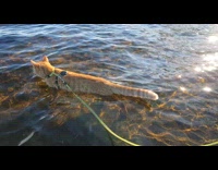 Pet cat walks and swims in the water at the beach