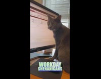 Grey cat sits table scratches computer screen 