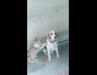 Cat knead massage back of beagle dog