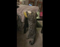 Cat stands reaches knocks over yellow bowl 