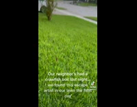 Crawfish escaped into grass lawn 