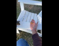 Squirrel gets walnut from the man hand