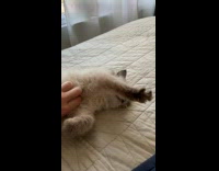 Grey cat knead paw while getting chest rubs