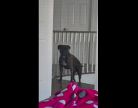 Brown dog walks upstairs jumps on bed