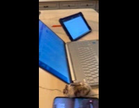 Woman scaring husband with pet hamster