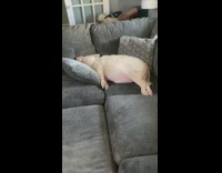 Pig laying on grey couch pillows asleep