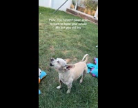 Collab Clips MPUGC - Dog howls silently with ambulance