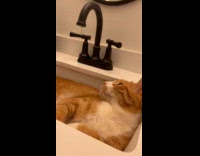 Collab PLC - Water drips to orange cat lay in sink