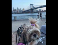 Lizard on top of brown dog 