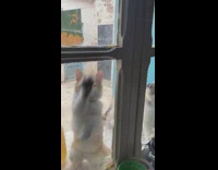 Cat Scratches Window While Other Cat Looks Inside