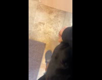Owner pets dog other dog got jealous 