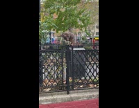 Hawk enjoying a rat snack in the middle of park in new york