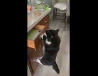 Cat climbs up drawer to eat food