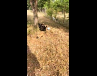 Collab BitchMP - Box of puppies found on side of road 